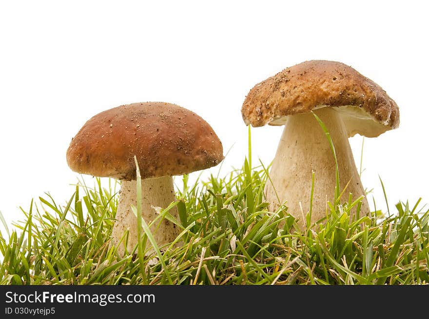 Boletus edulis  in the forest isolated on white background