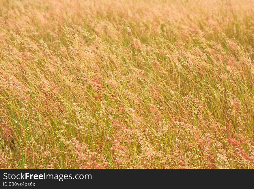 Tropical grass field