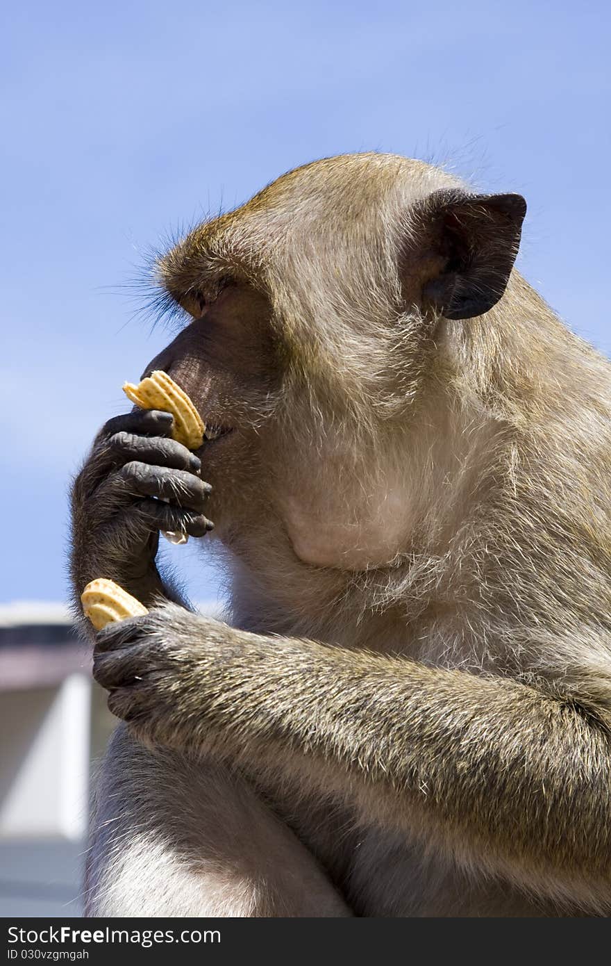 Macaque monkey against the blue sky