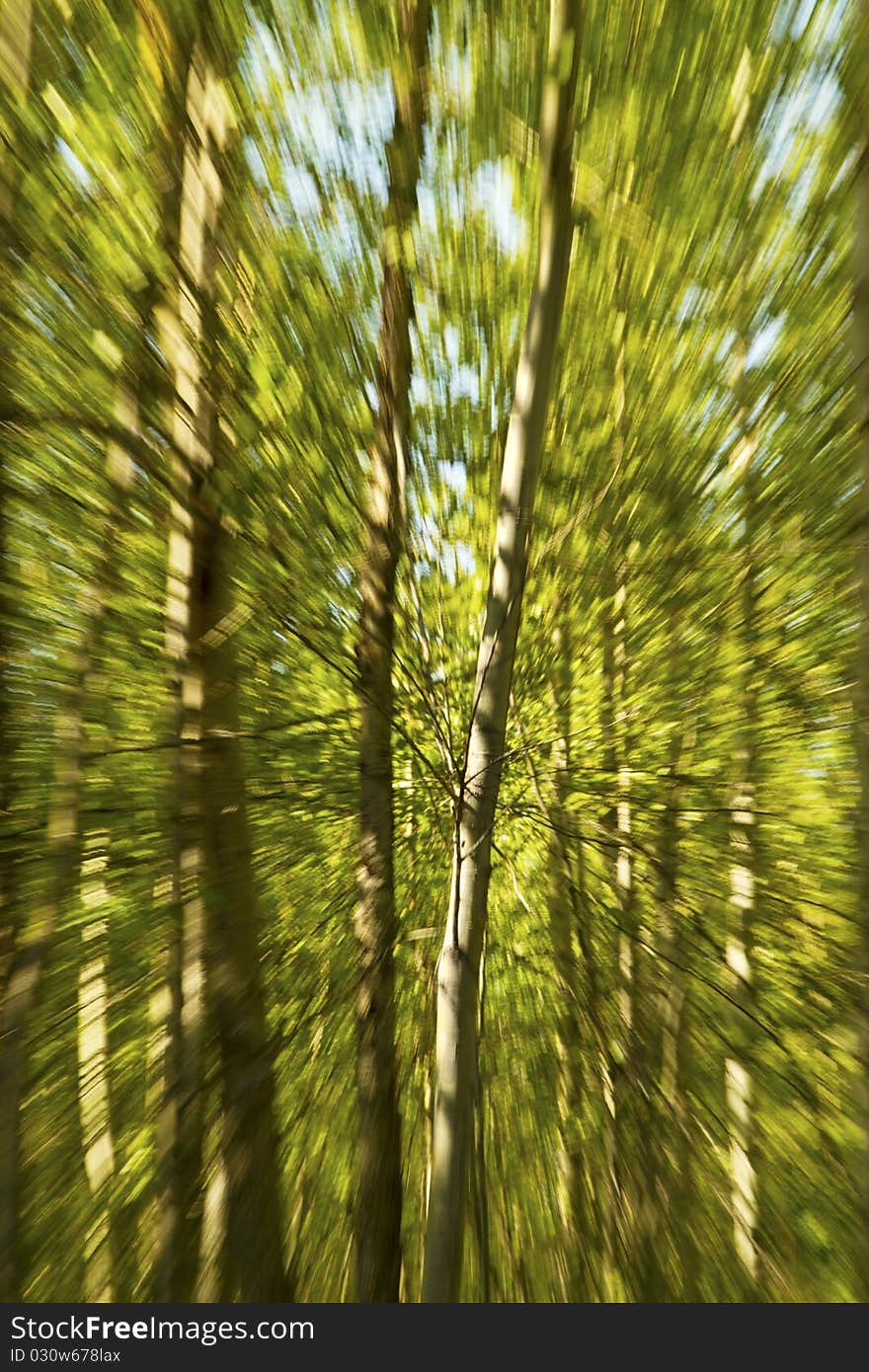 An image of a run through the forest. An image of a run through the forest.