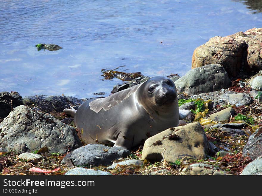 Elephant seal