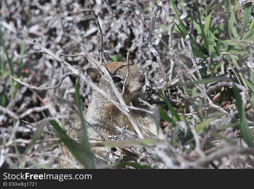 Squirrel hiding and observing what is happening around him