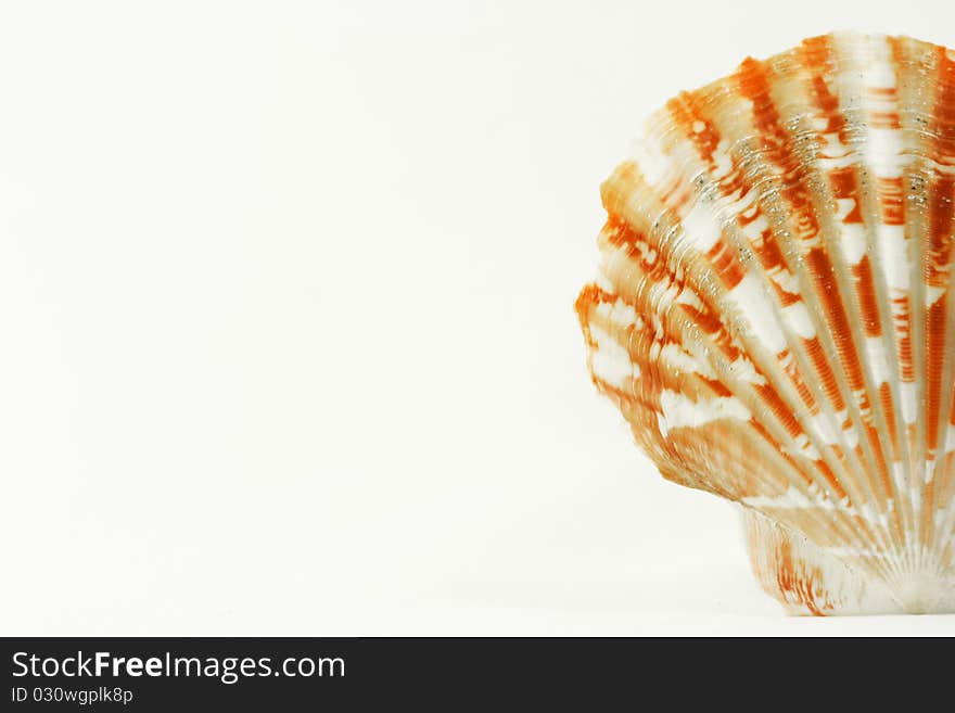 Scallop seashell