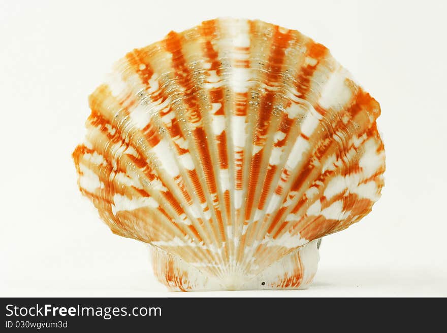 Scallop seashell