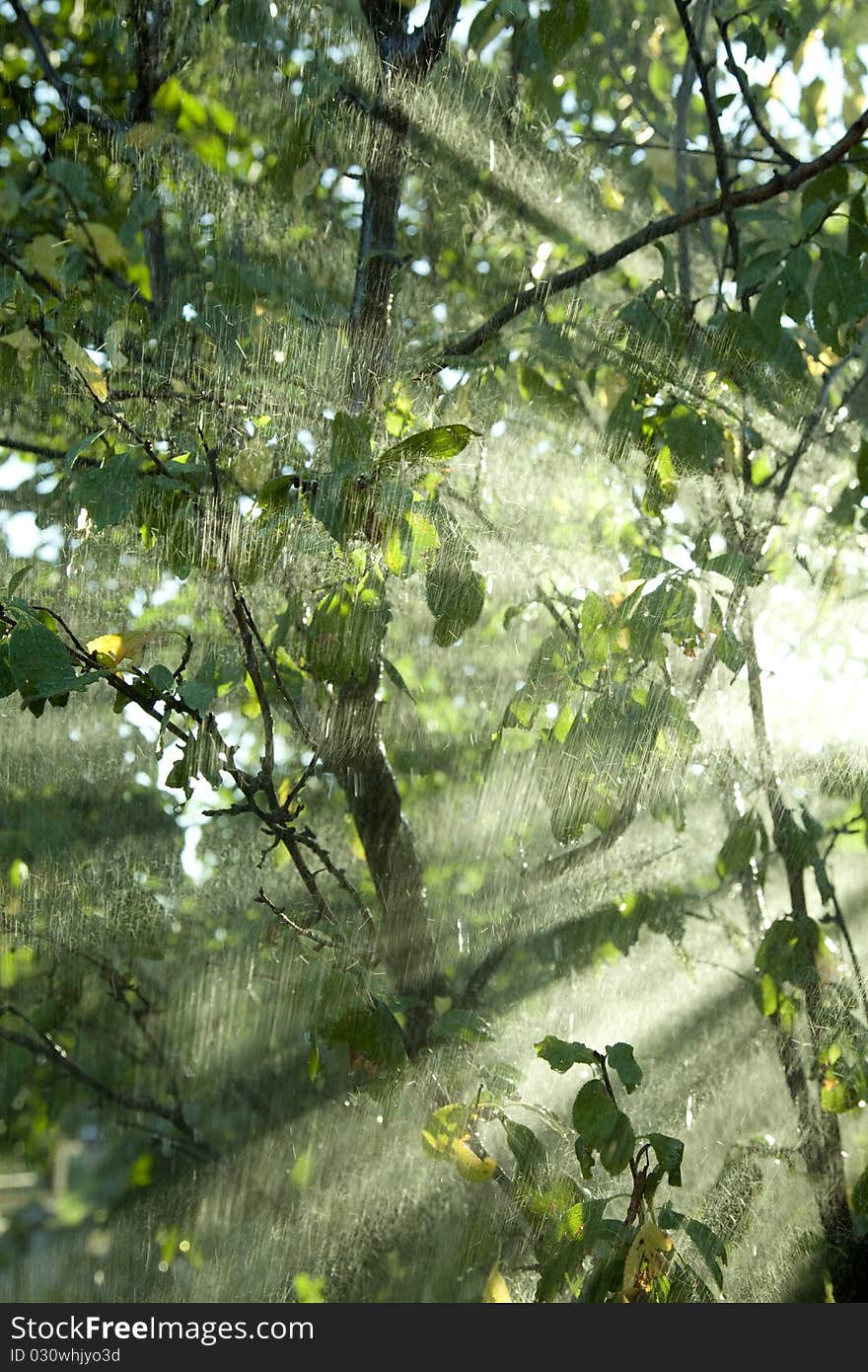 Rain in a tropical forest