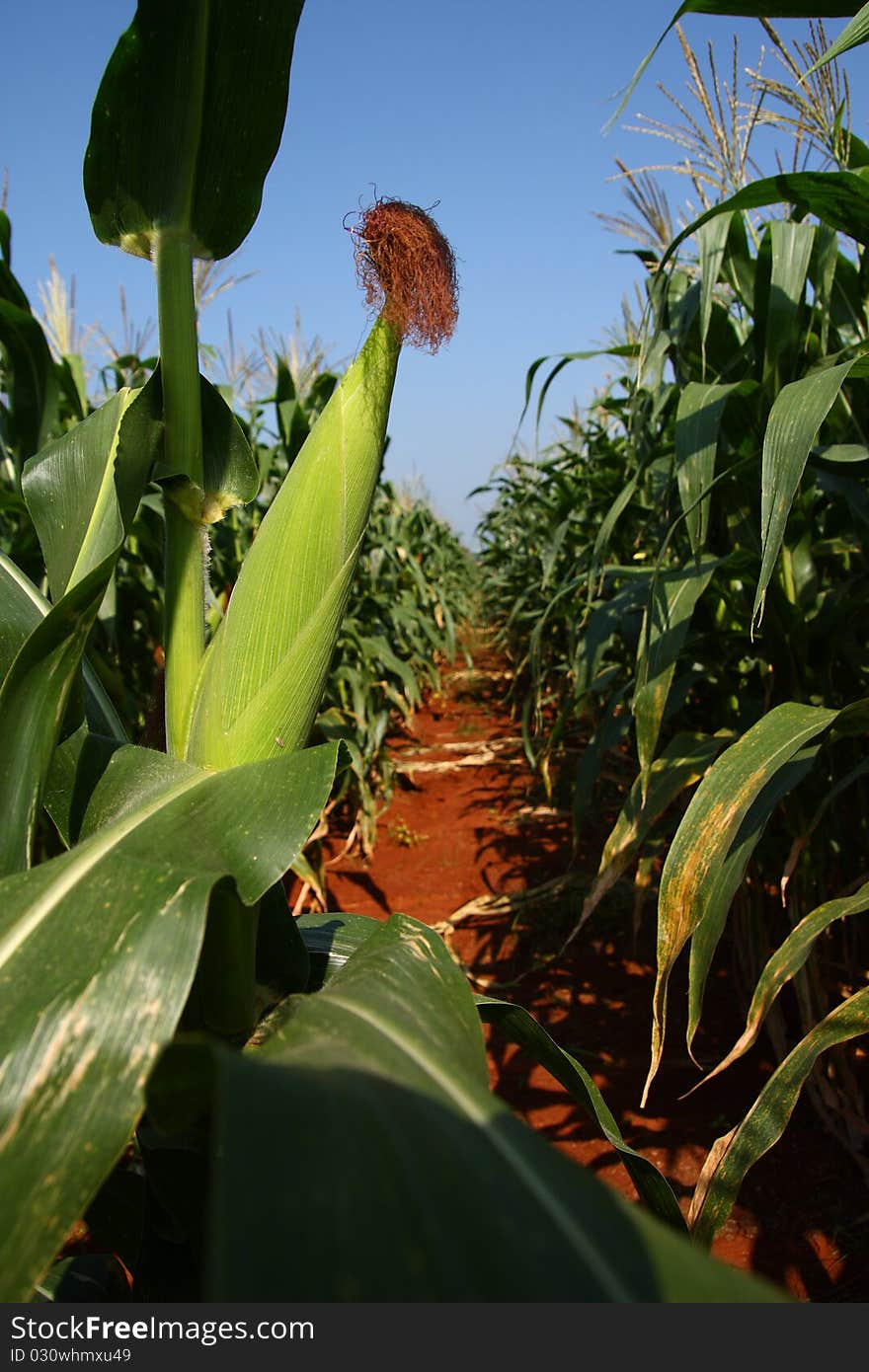 Corn farm in the countryside of Thailand.