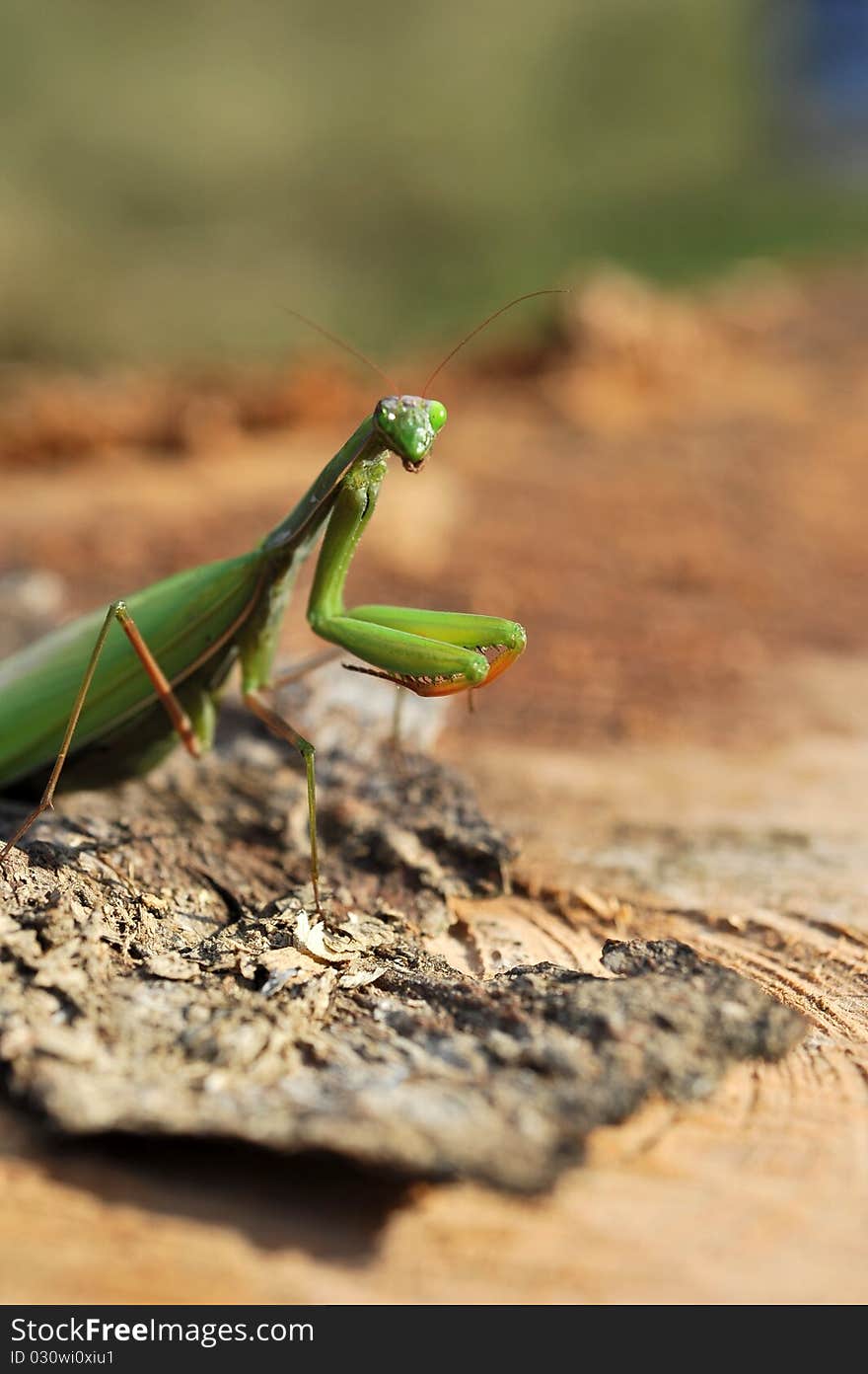 Close up with praying mantis on a bark