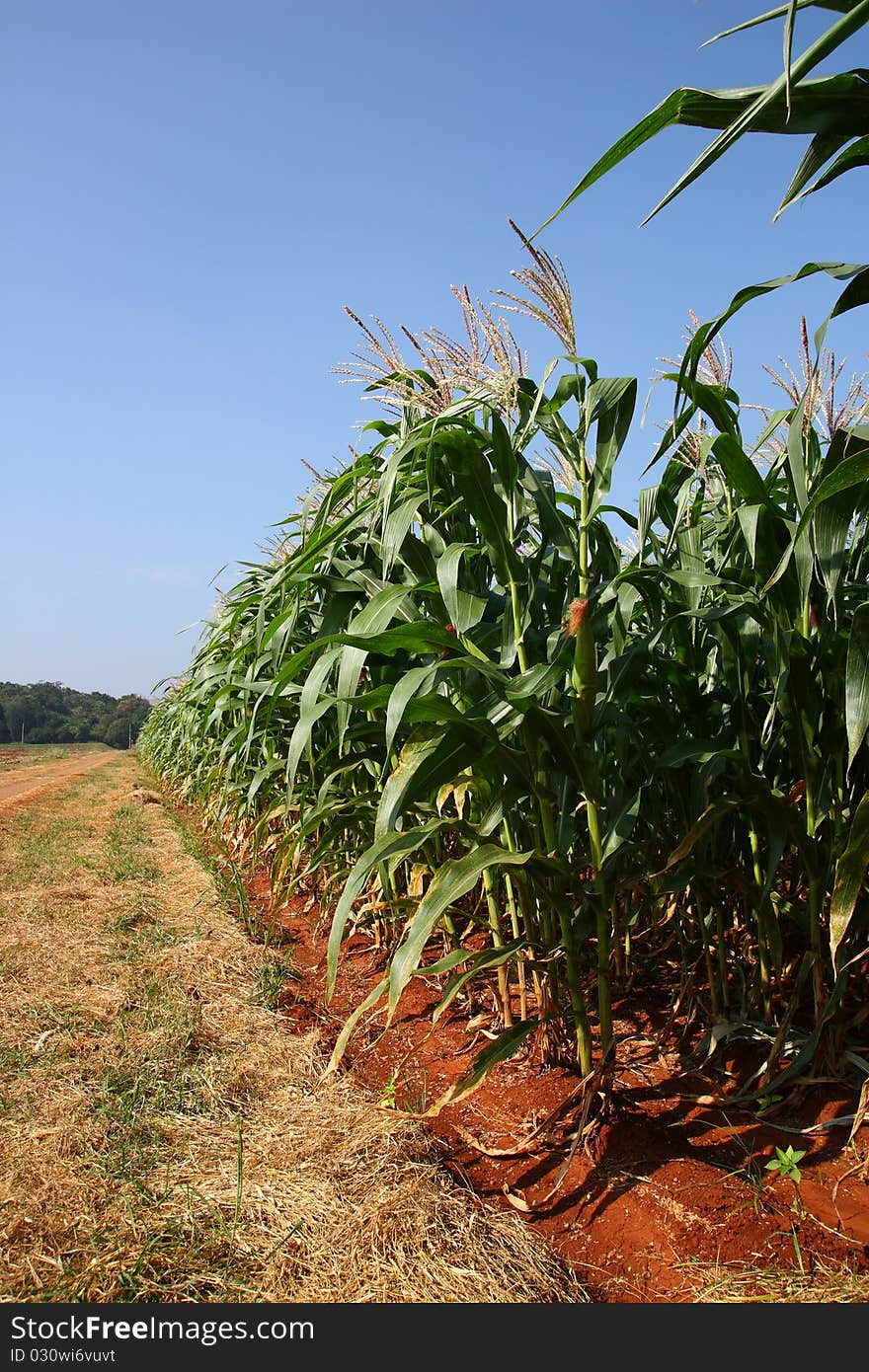 Corn farm in the countryside of Thailand.