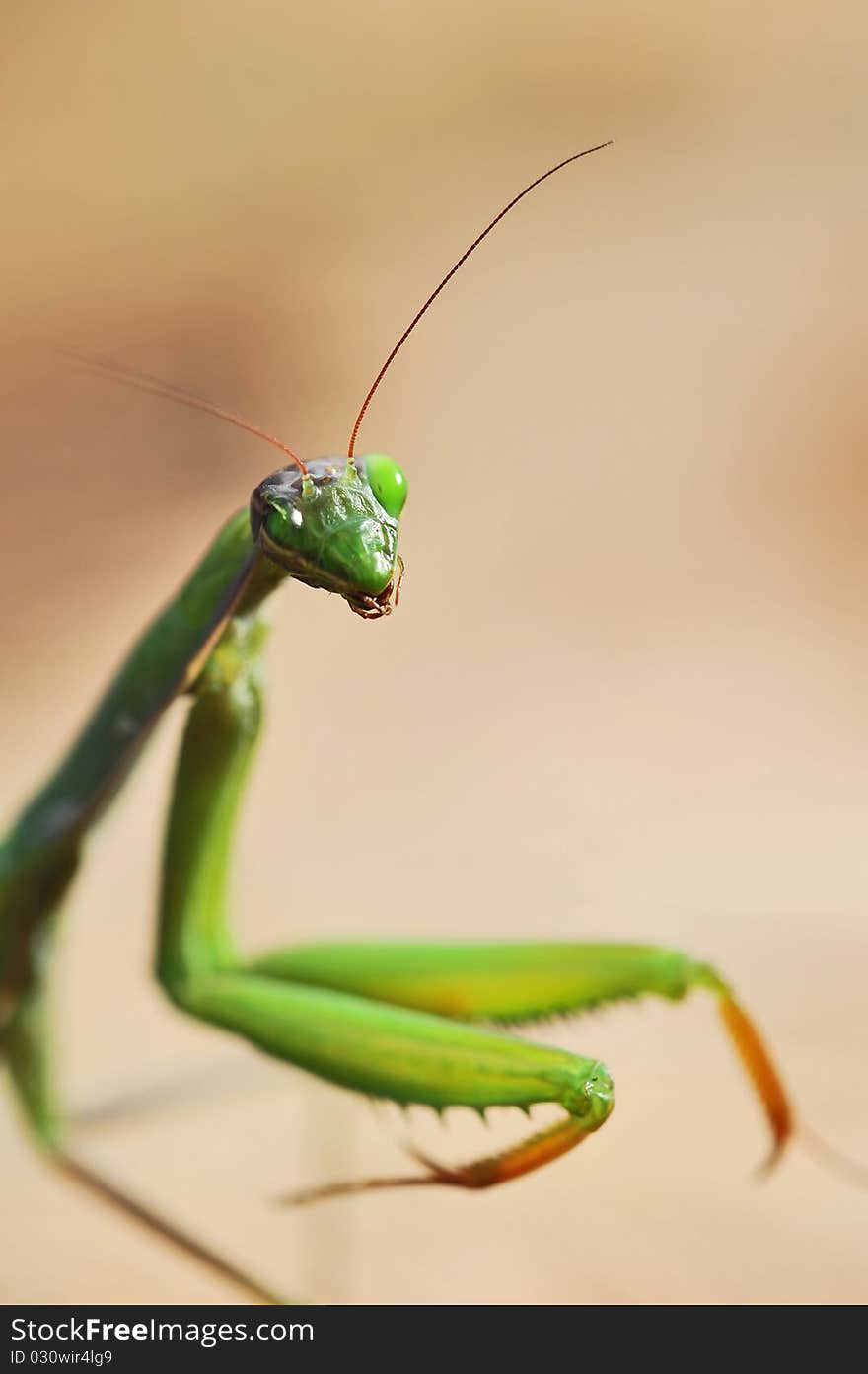 Close up with praying mantis