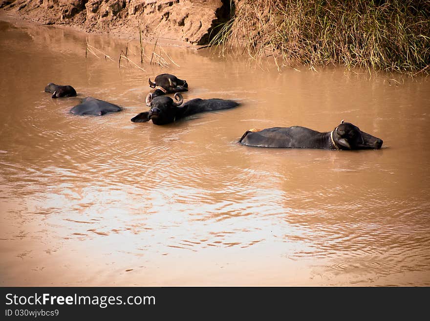 Several buffalo wallowing in muddy water in the countryside outside. Several buffalo wallowing in muddy water in the countryside outside