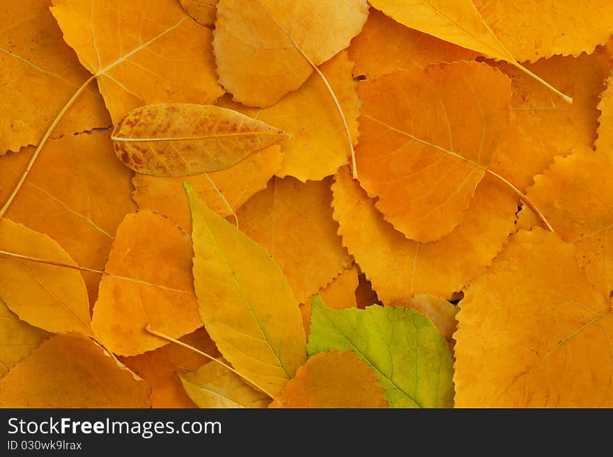 Different kinds of autumn eaves. Different kinds of autumn eaves