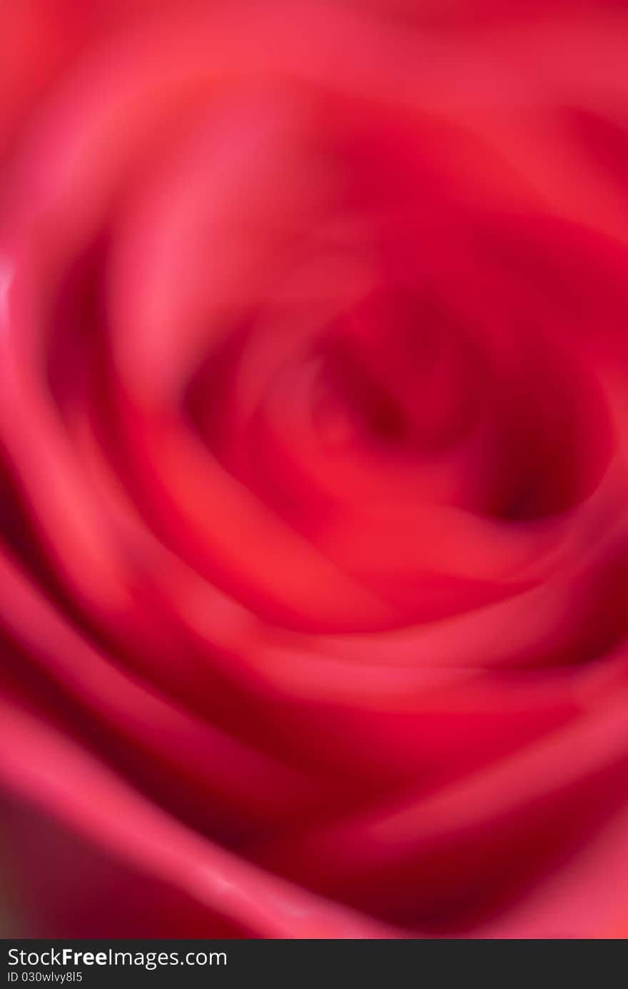 A soft close-up shot of a red rose. A soft close-up shot of a red rose.