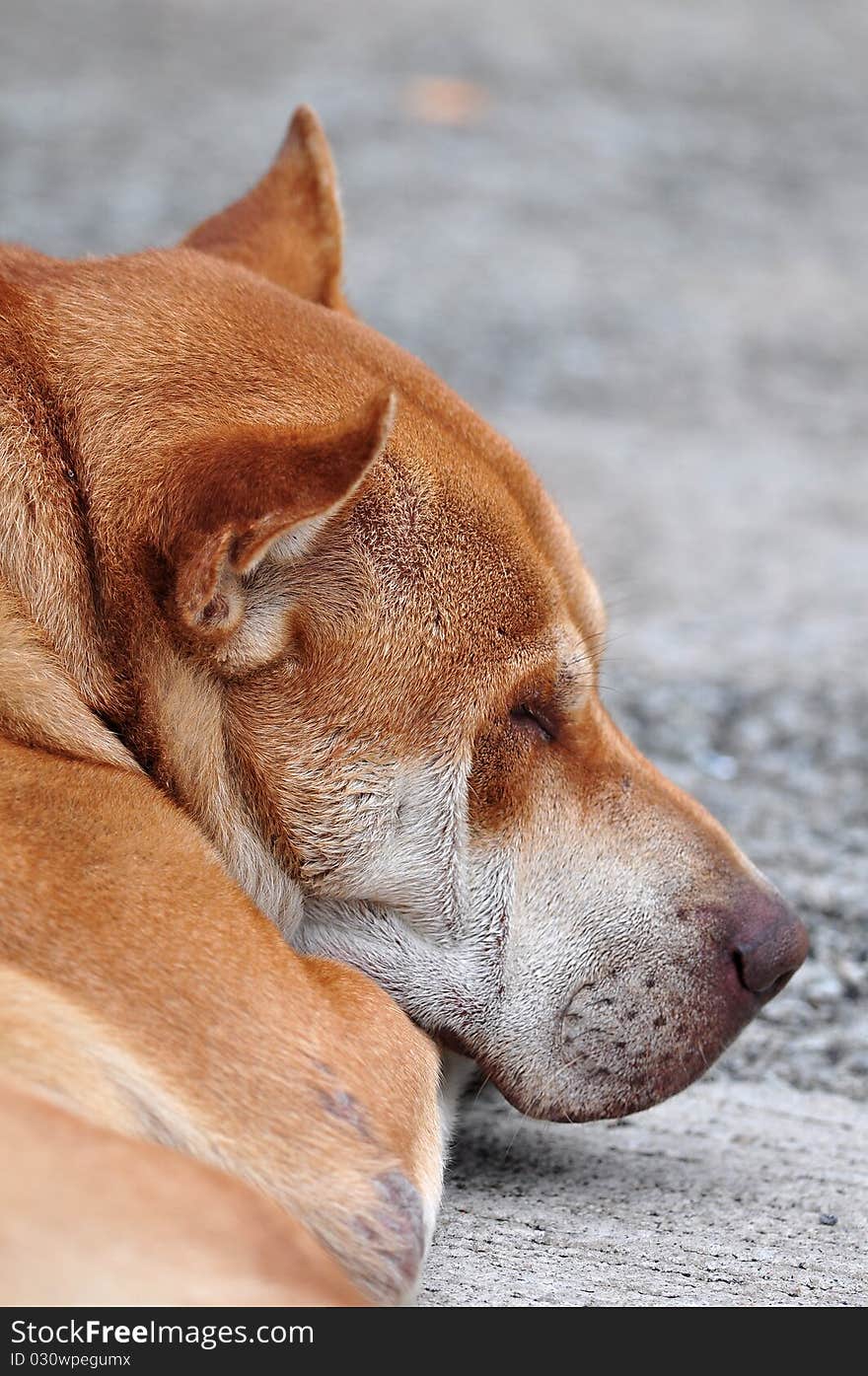 Sleeping dog