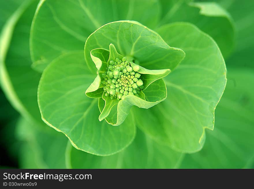 Chinese cabbage