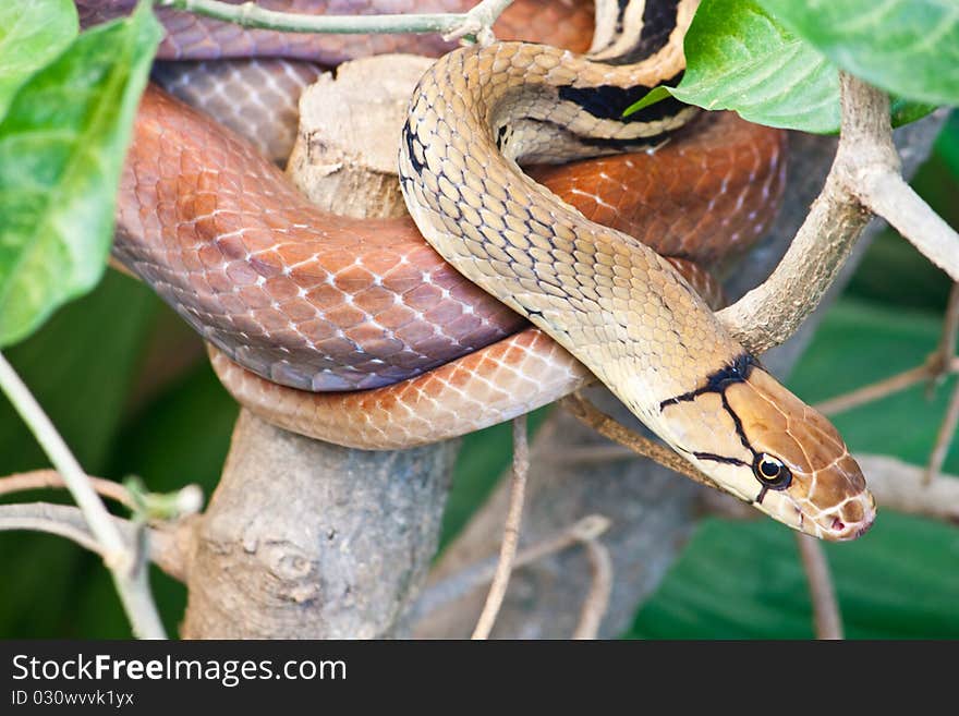 Snake on a tree in rain forest Thailand