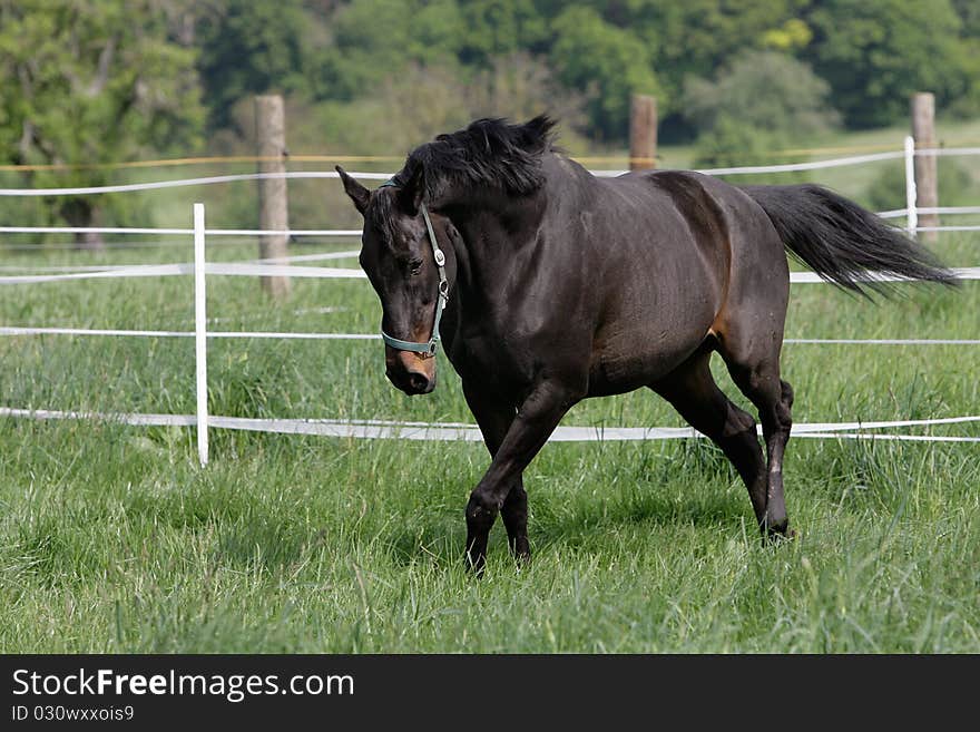 Portrait of a trotting English thoroughbred horse