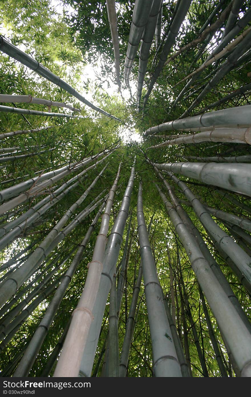 Sunlight through treetops of mature bamboo forest canopy looking up to sky. Sunlight through treetops of mature bamboo forest canopy looking up to sky