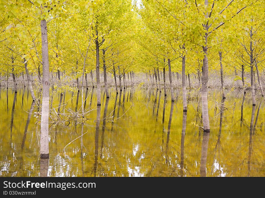 Yellow trees on water - beautiful scenery, vibrant colors