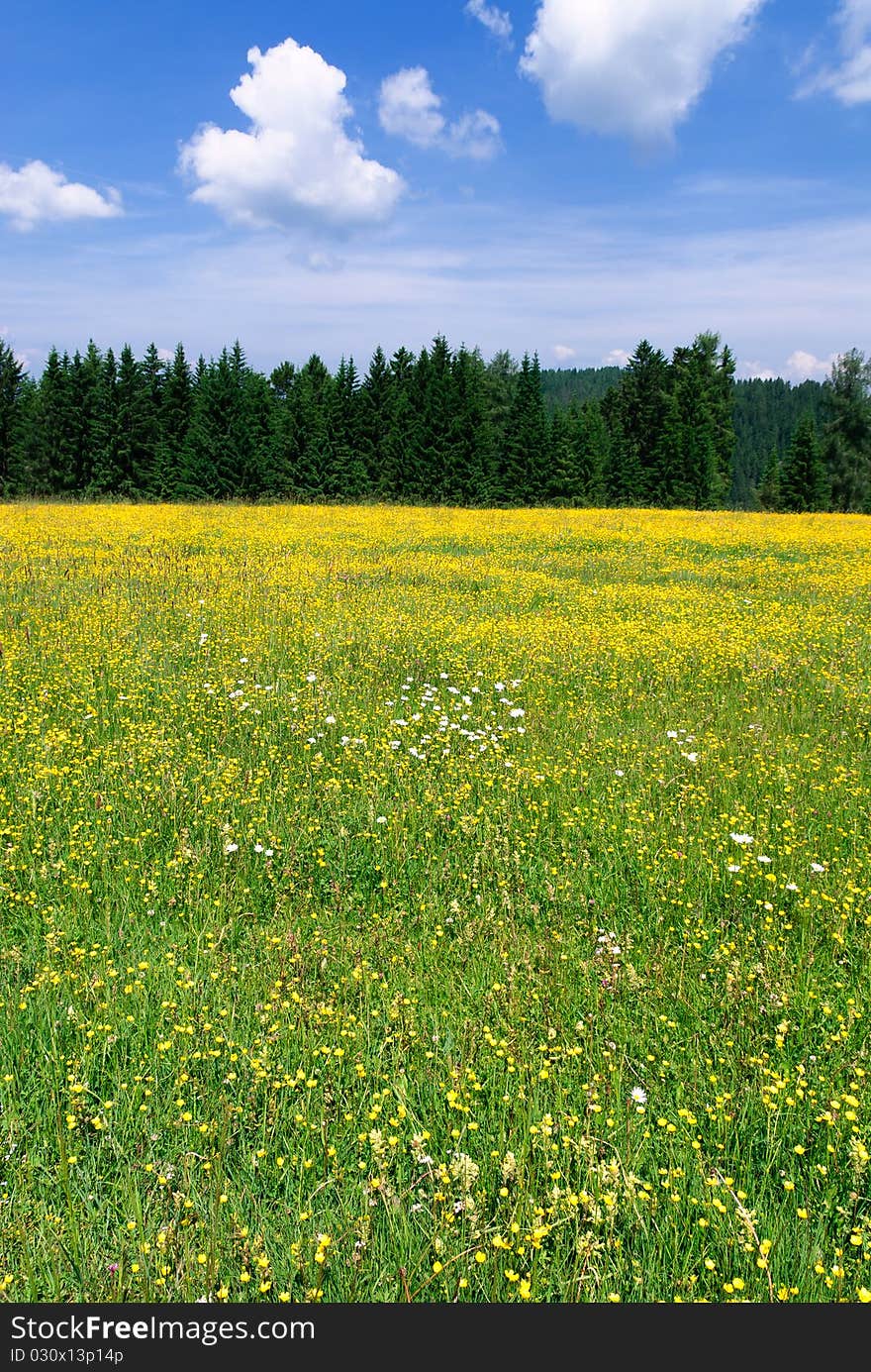 Flower meadow in the Italian Alps. Flower meadow in the Italian Alps