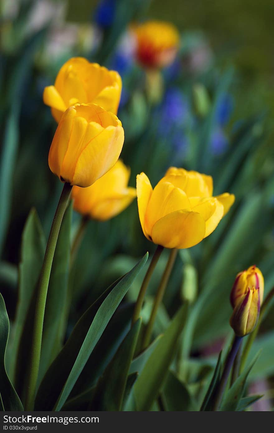 Yellow tulips