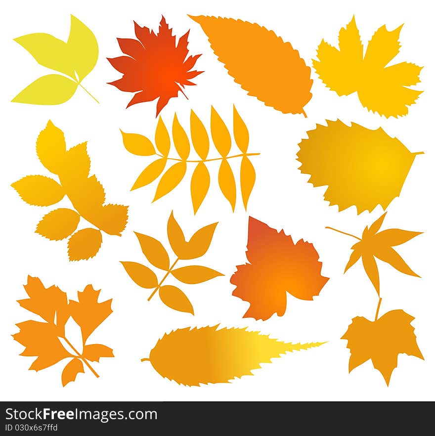 Set of autumn leaves of different trees. A illustration. Set of autumn leaves of different trees. A illustration