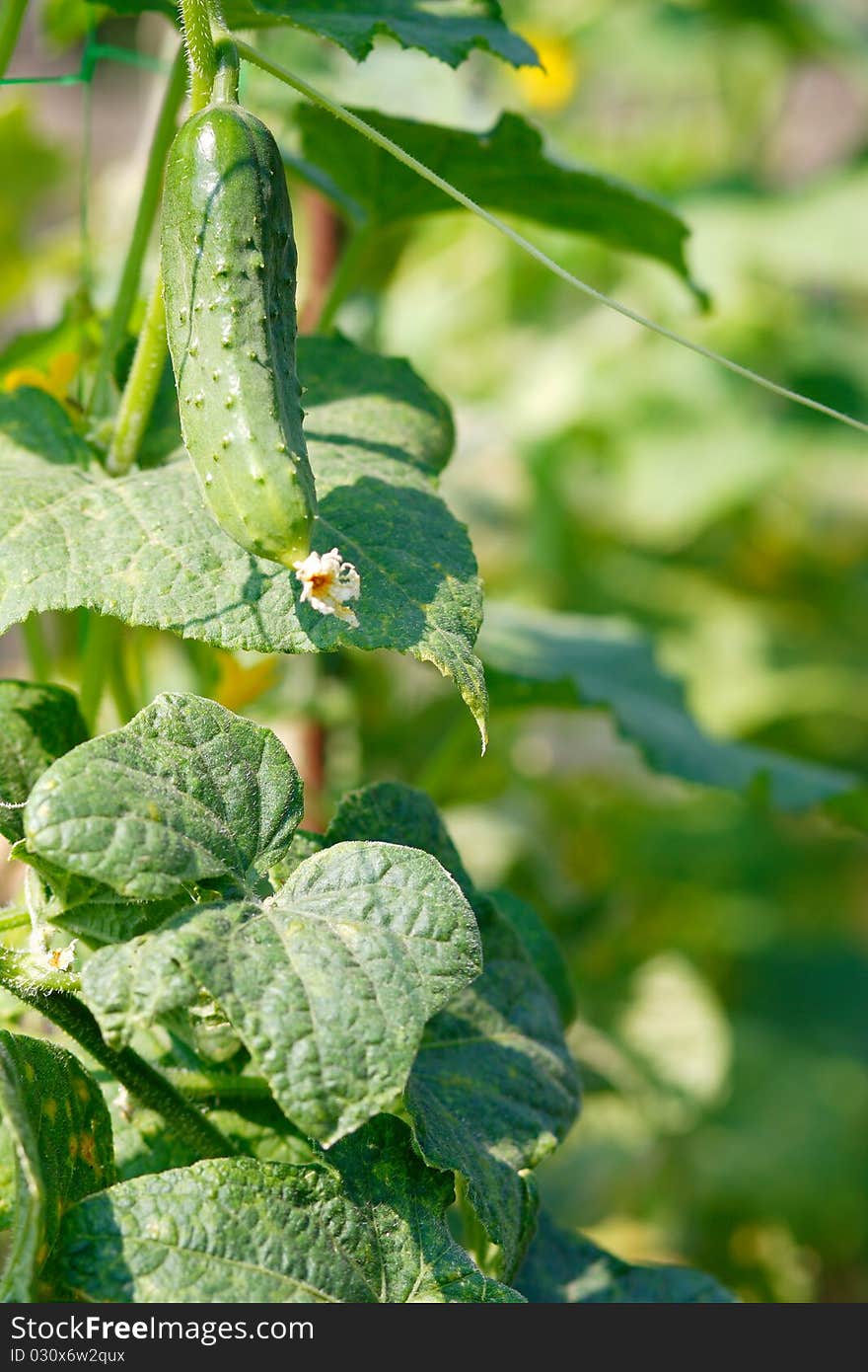 Green Cucumber