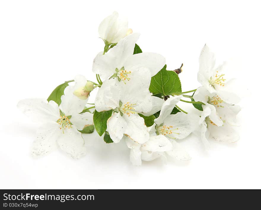 Blossoming apple-tree on a white background