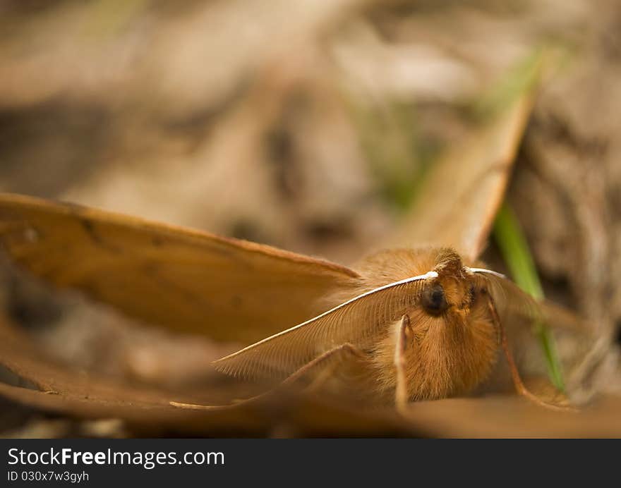 Colotois pennaria light brown hairy moth