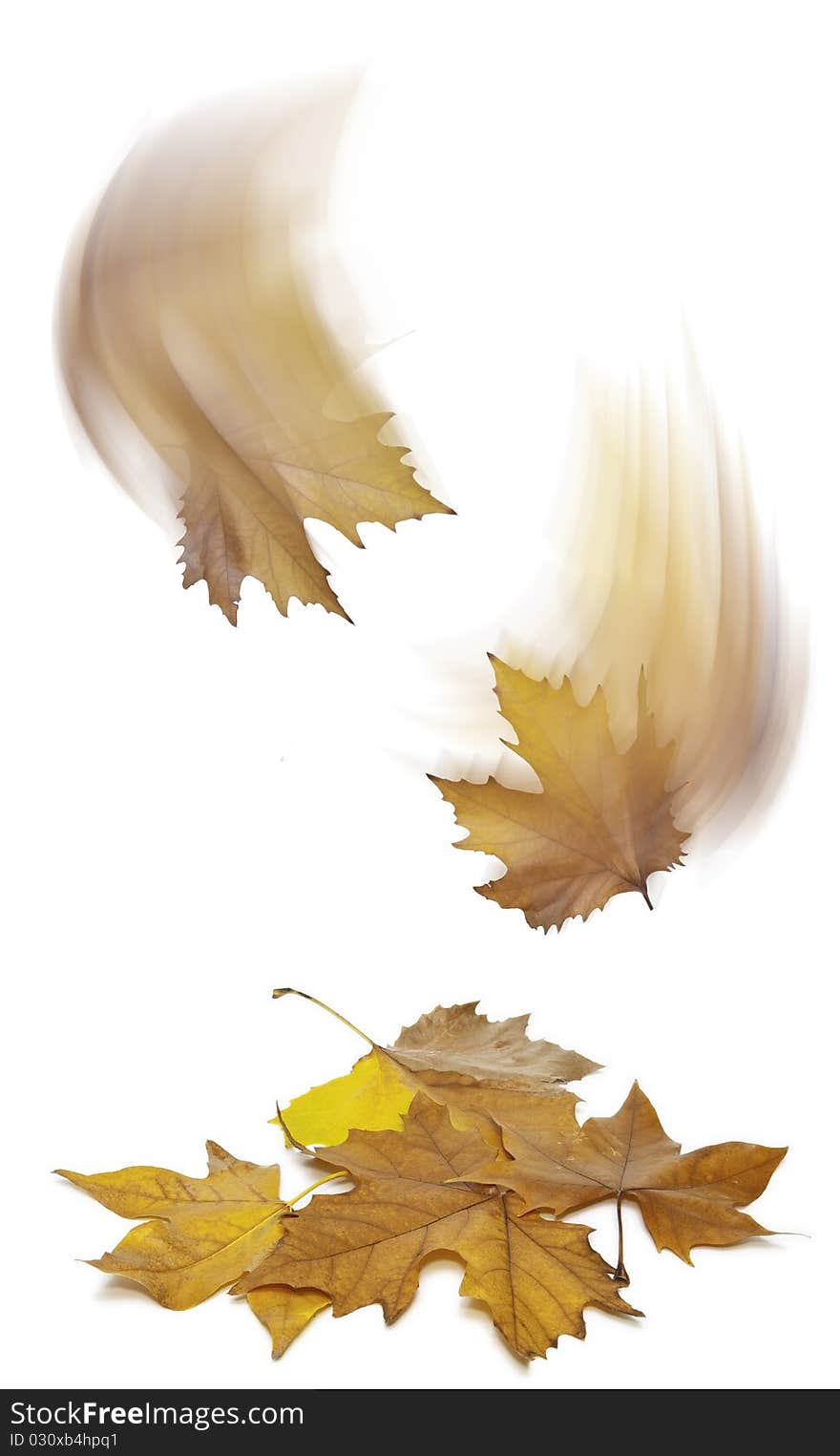 The leaf fall in autumn