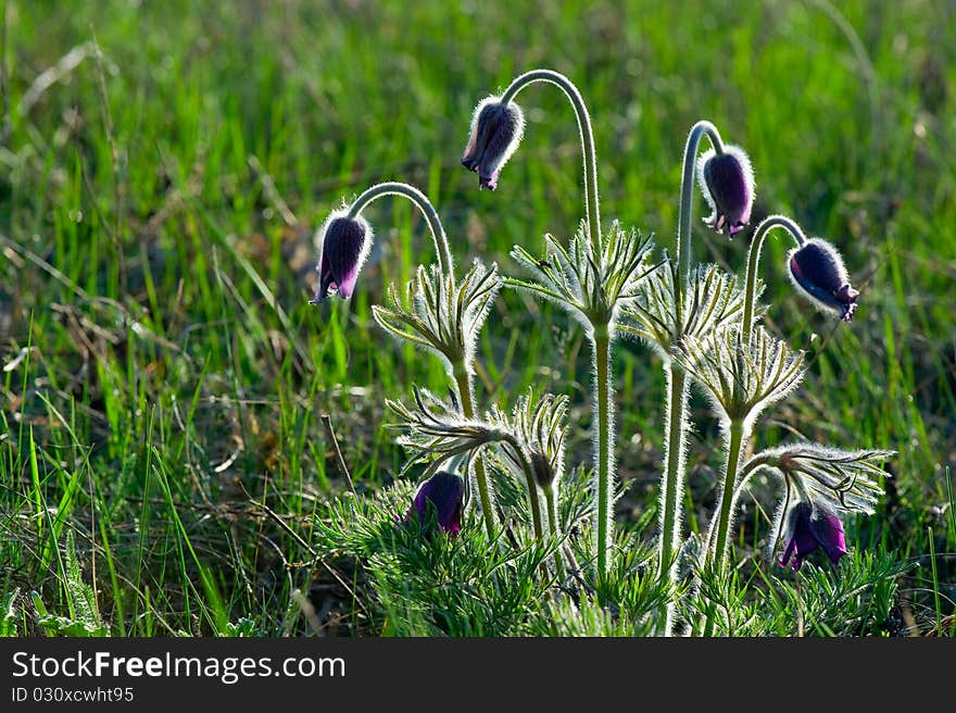 Photo of pulsatilla patens L flowers, grassy perennial, type of Family: Ranunculaceae subfamily: Ranunculoideae tribe: Anemoneae.