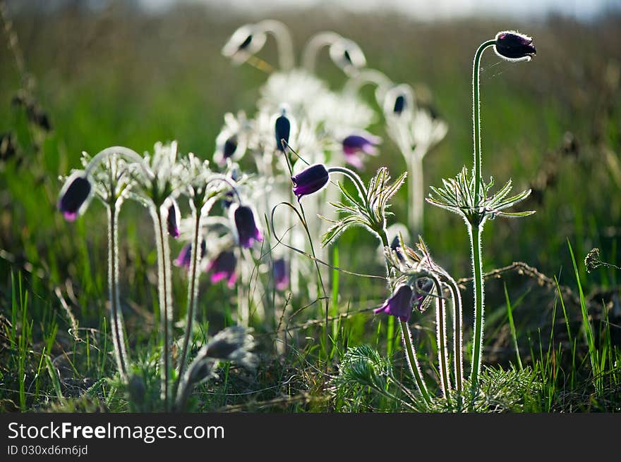 Photo of pulsatilla patens L flowers, grassy perennial, type of Family: Ranunculaceae subfamily: Ranunculoideae tribe: Anemoneae.