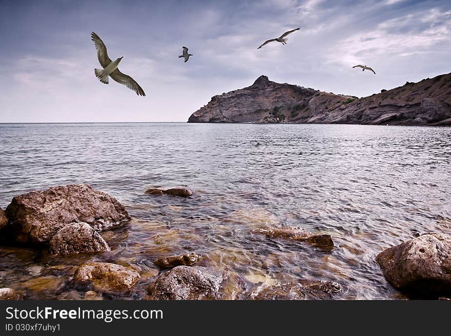 Seagull flying on sea coast