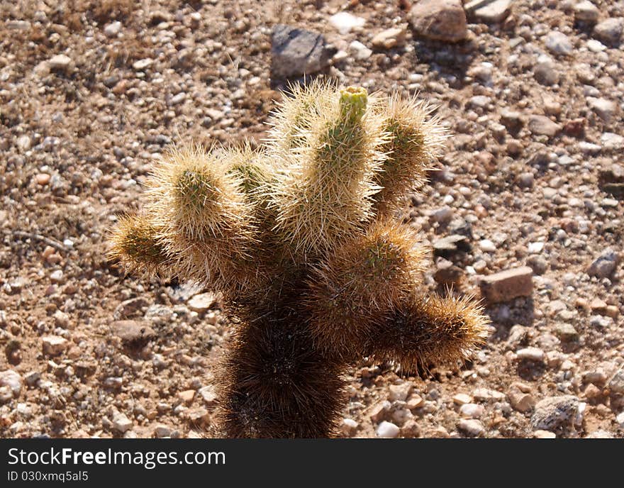 Dry cactus