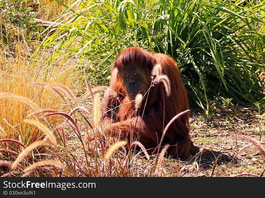 Sumatran Orangutan sitting down and camouflaged by grasses. Sumatran Orangutan sitting down and camouflaged by grasses