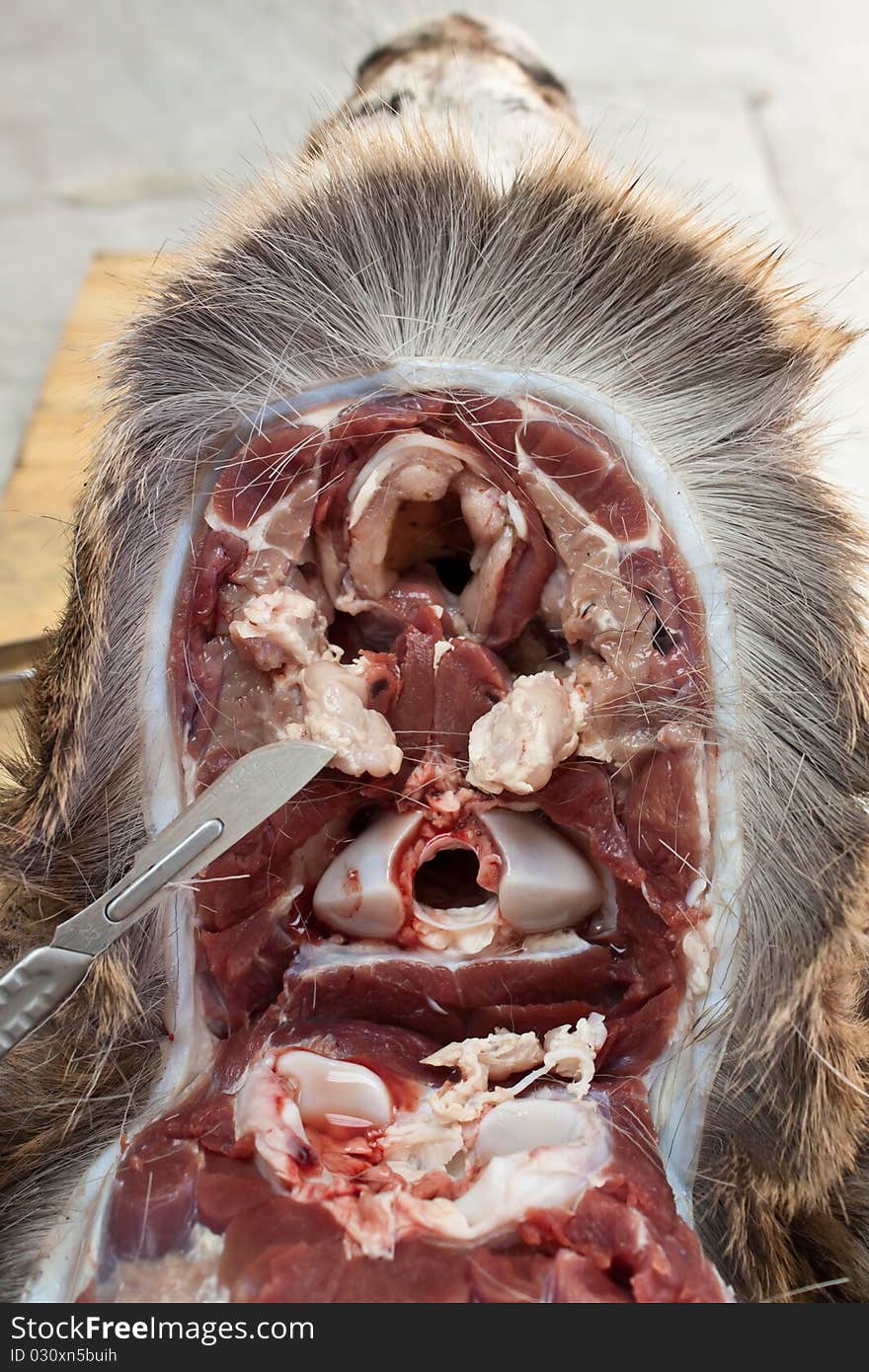 Dissected Deer Head