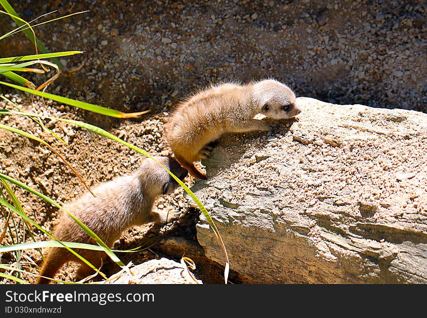 One Month Old Baby Meerkats - Suricata suricatta