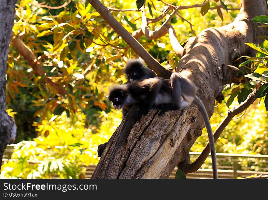 Two Dusky-Leaf Monkeys in Tree