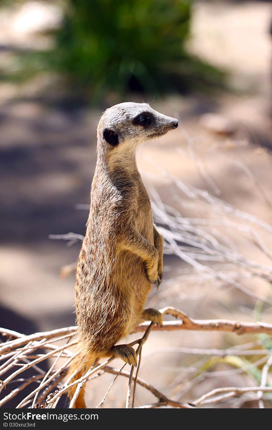 Meerkat - Suricata Suricatta