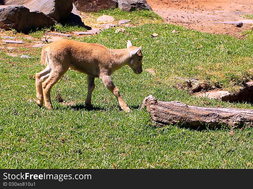 Young Barbary Sheep walking over Grass