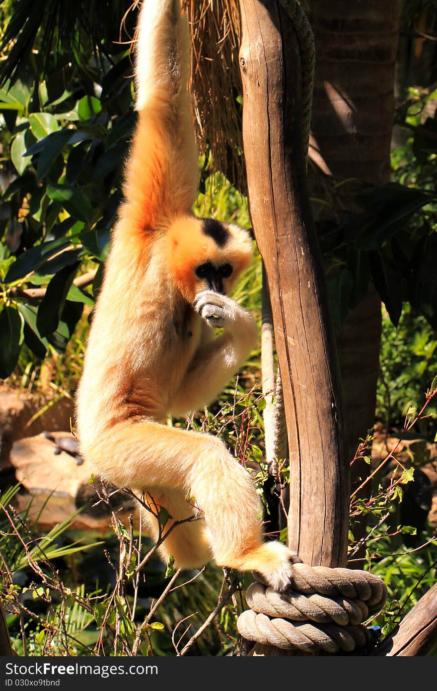 Female Northern White-Cheeked Gibbon