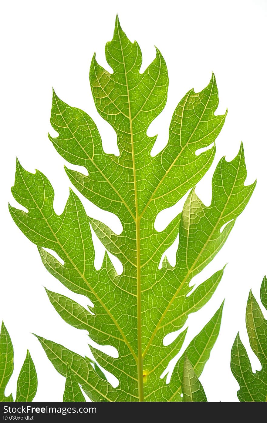 Papaya leaf