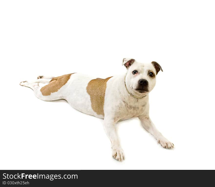 Relaxed Staffordshire Bullterrier dog on a white blanket.