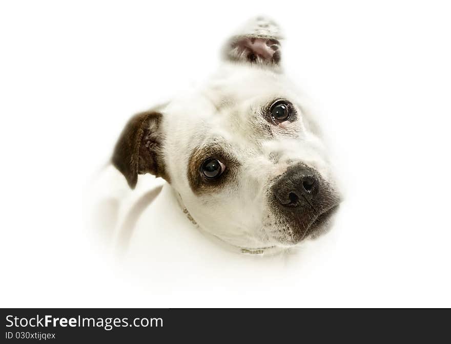 Portrait of a Staffordshire Bullterrier dog