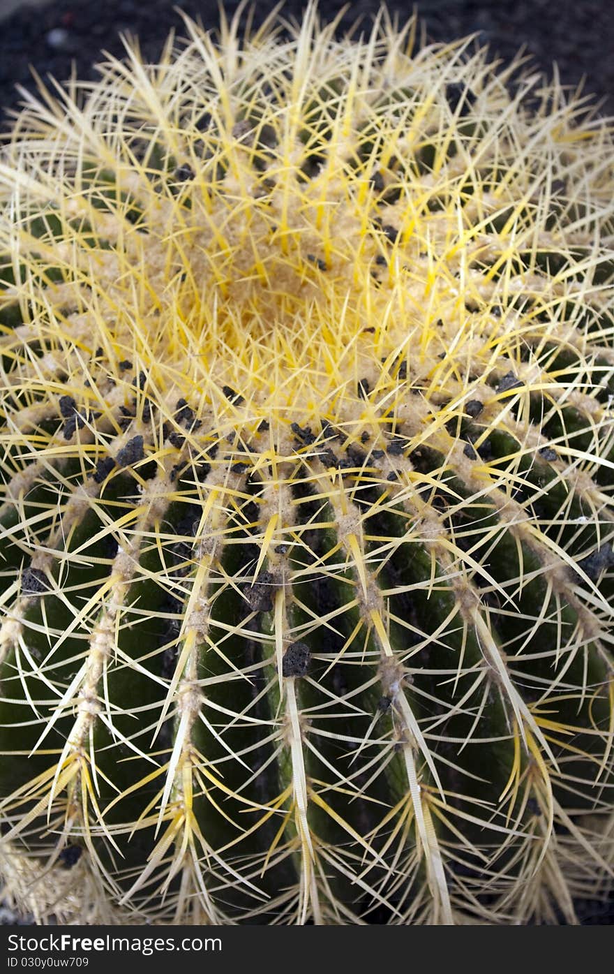 Big yellow cacti close up. Big yellow cacti close up