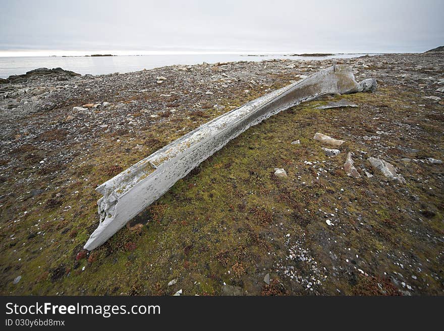 Very old whale bone, Spitsbergen. Very old whale bone, Spitsbergen