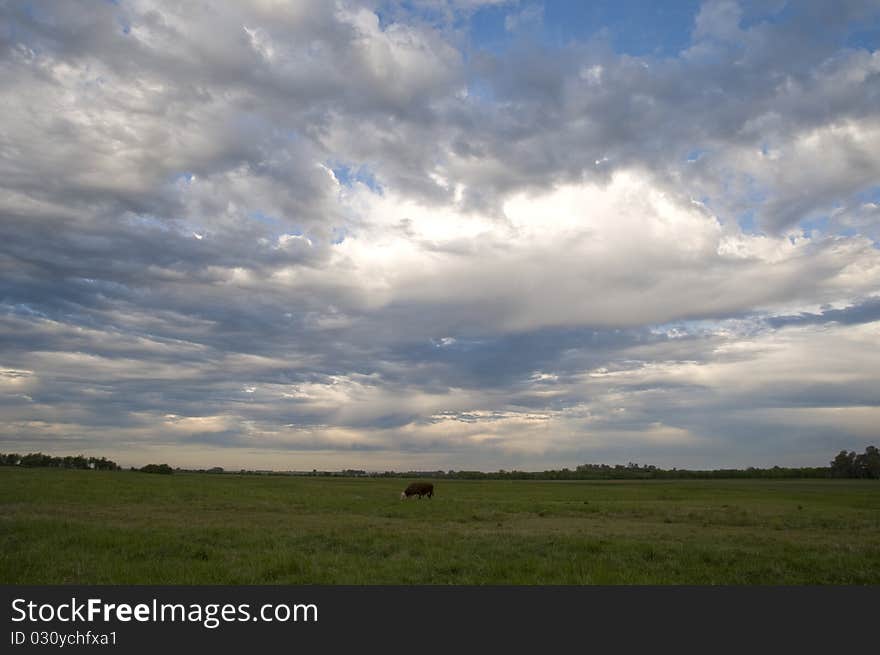 Country field in the wiled. Country field in the wiled