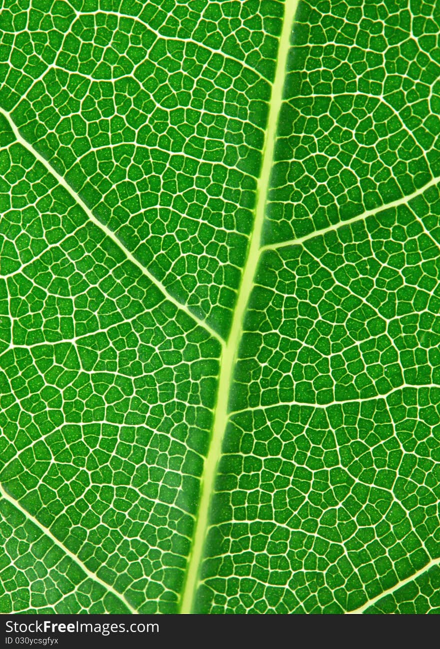 Laurel leaf iosolated on white