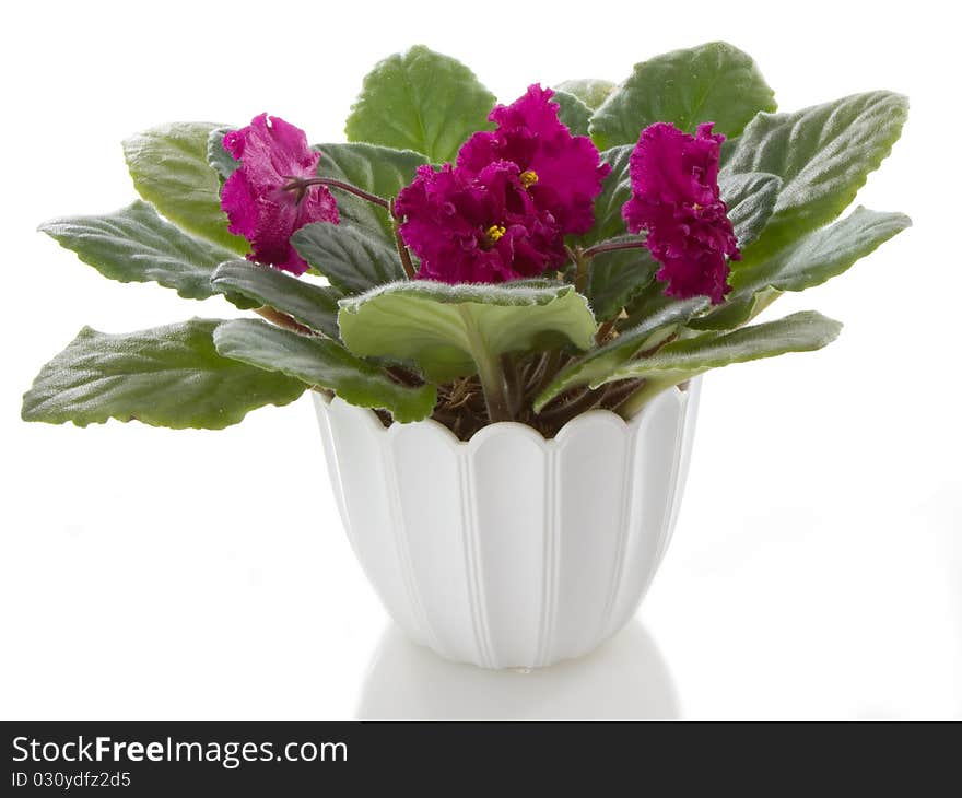 Pot flowers saintpaulia flower, isolated on white background