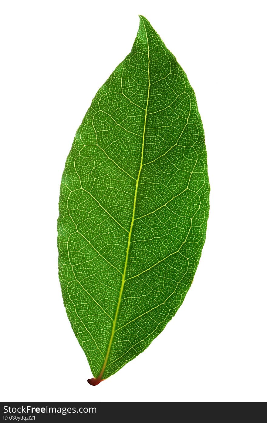 Laurel leaf