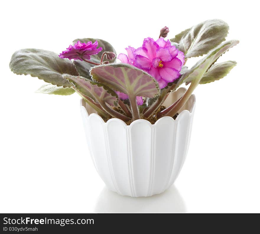 Pot flowers saintpaulia flower, isolated on white background